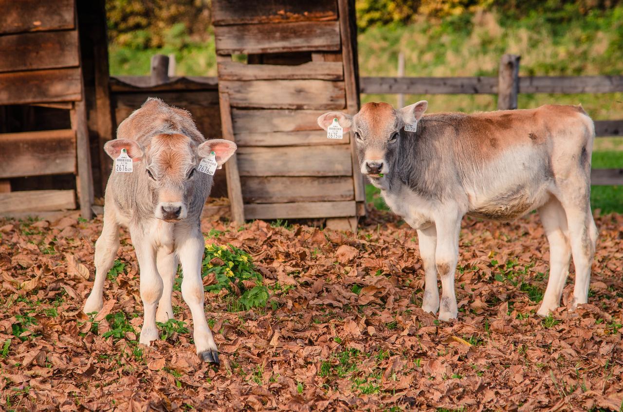 Apartmán Brotzeitalm Pfarrwerfen Exteriér fotografie